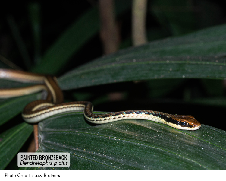 Painted Bronzeback (Dendrelaphis pictus)